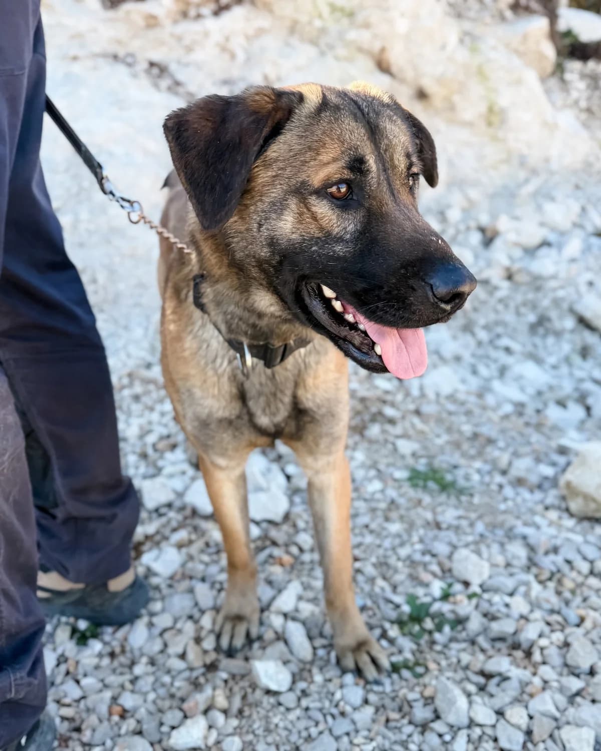 Izzy, male Mixed Breed for adoption at Azil Dubrovnik — photo 2 of 4
