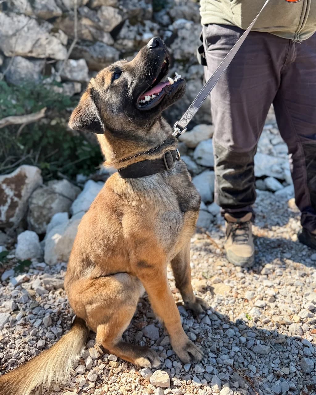 Izzy, male Mixed Breed for adoption at Azil Dubrovnik — photo 3 of 4