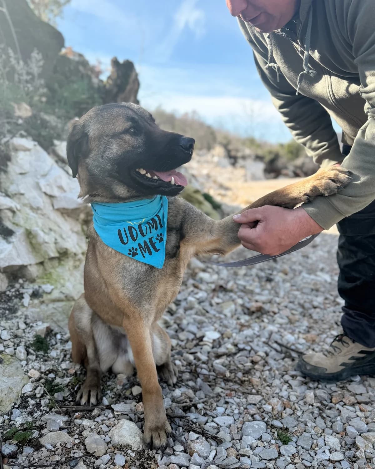 Izzy, male Mixed Breed for adoption at Azil Dubrovnik — photo 4 of 4
