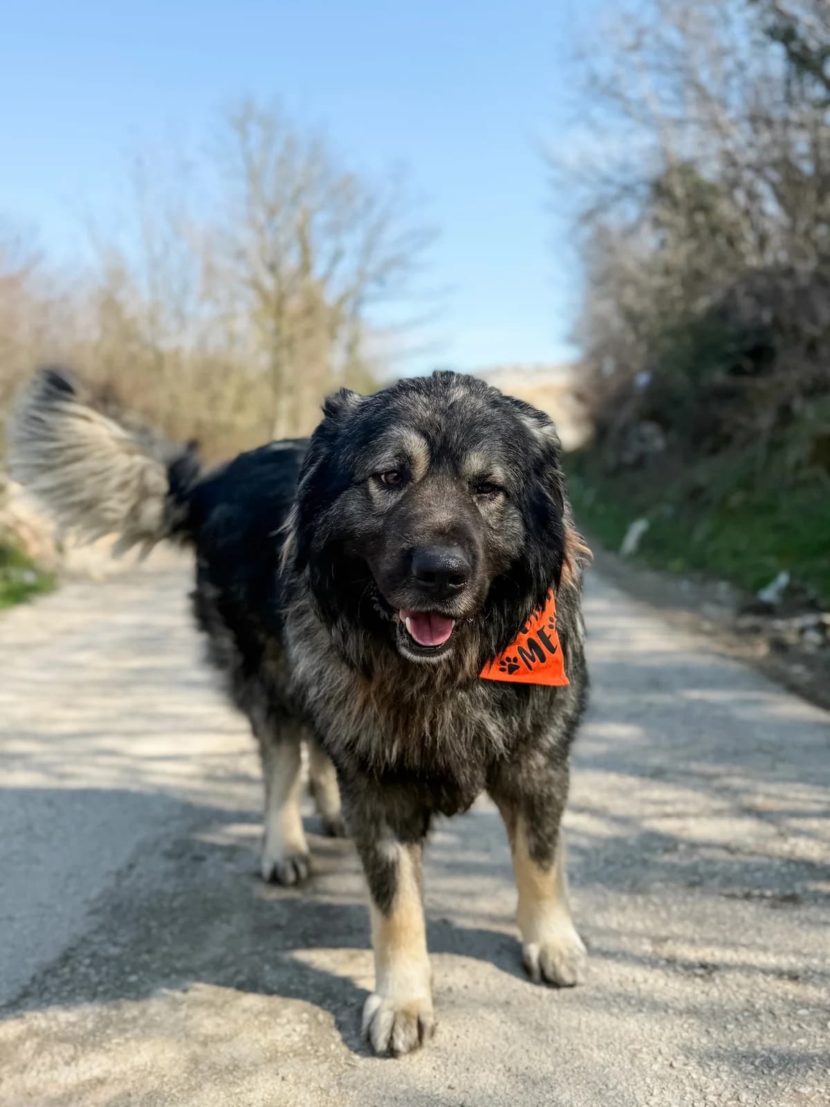 Kai, male Mixed Breed for adoption at Azil Dubrovnik