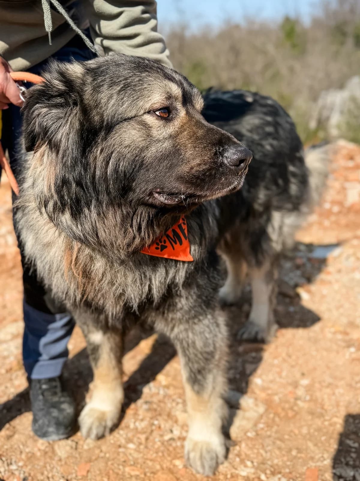 Kai, male Mixed Breed for adoption at Azil Dubrovnik — photo 2 of 4
