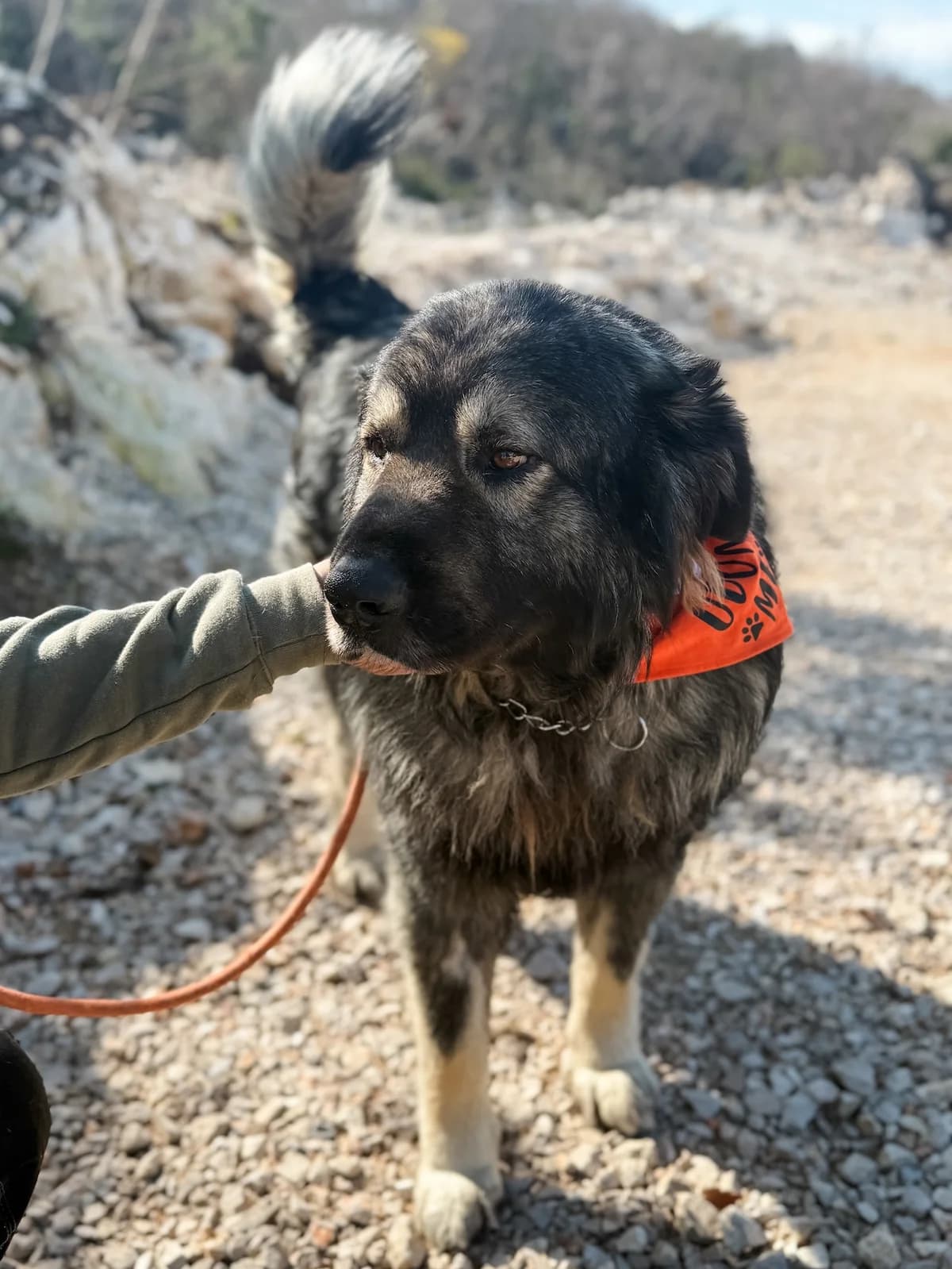 Kai, male Mixed Breed for adoption at Azil Dubrovnik — photo 3 of 4