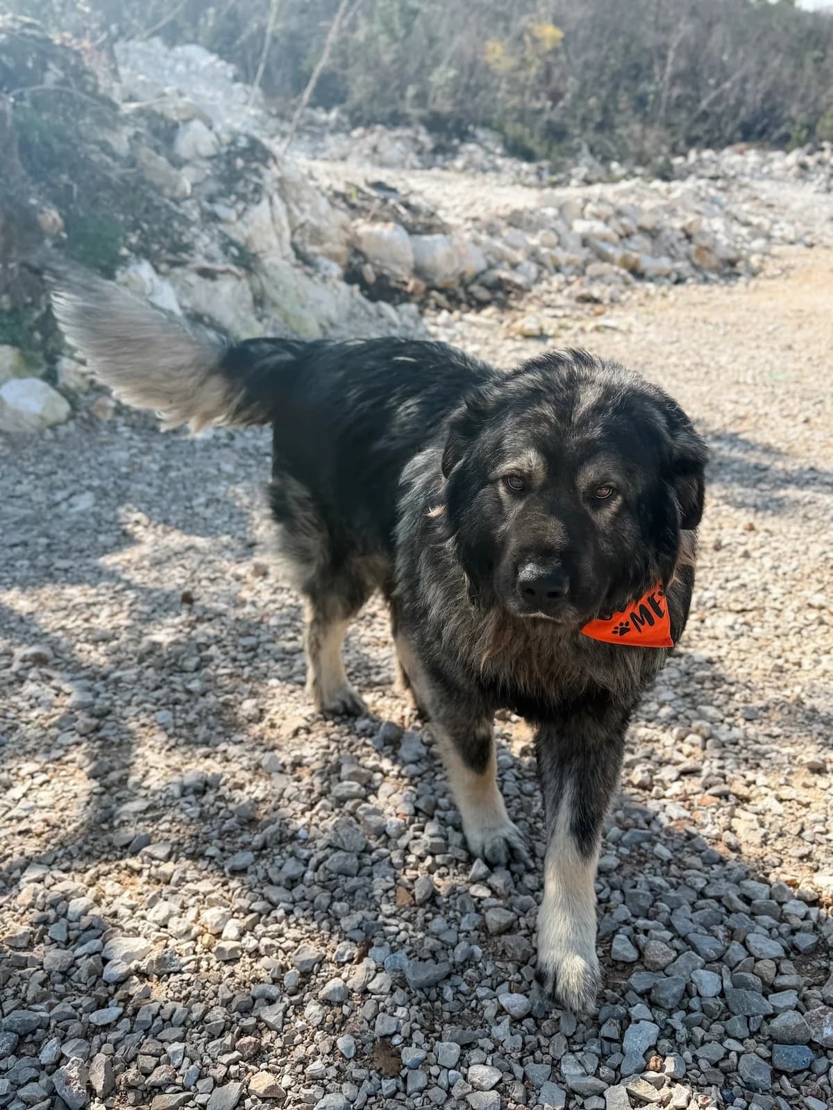 Kai, male Mixed Breed for adoption at Azil Dubrovnik — photo 4 of 4