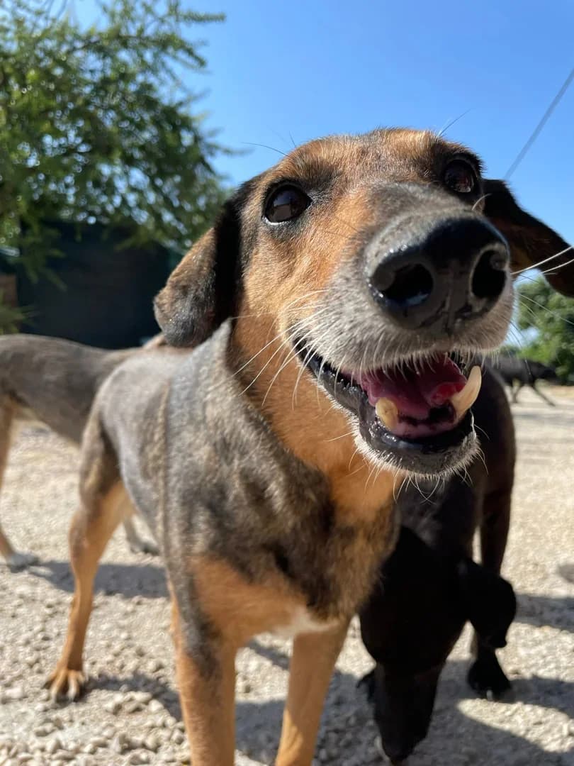 Kalamiti, female Mixed Breed for adoption at Azil Dubrovnik