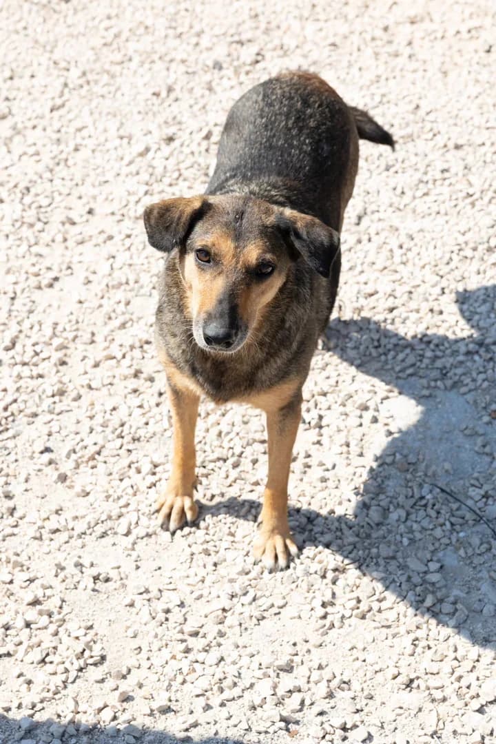 Kalamiti, female Mixed Breed for adoption at Azil Dubrovnik — photo 2 of 2