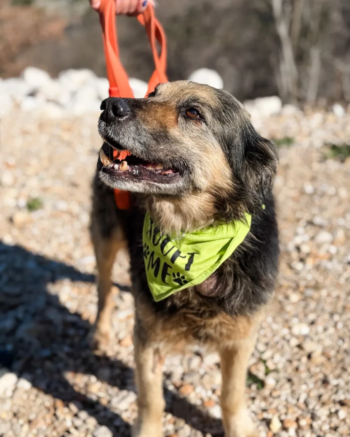 Kikiriki, male Mixed Breed for adoption at Azil Dubrovnik