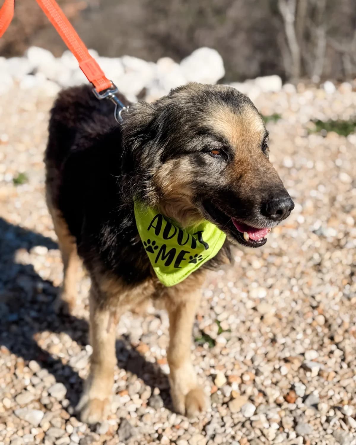 Kikiriki, male Mixed Breed for adoption at Azil Dubrovnik — photo 2 of 4