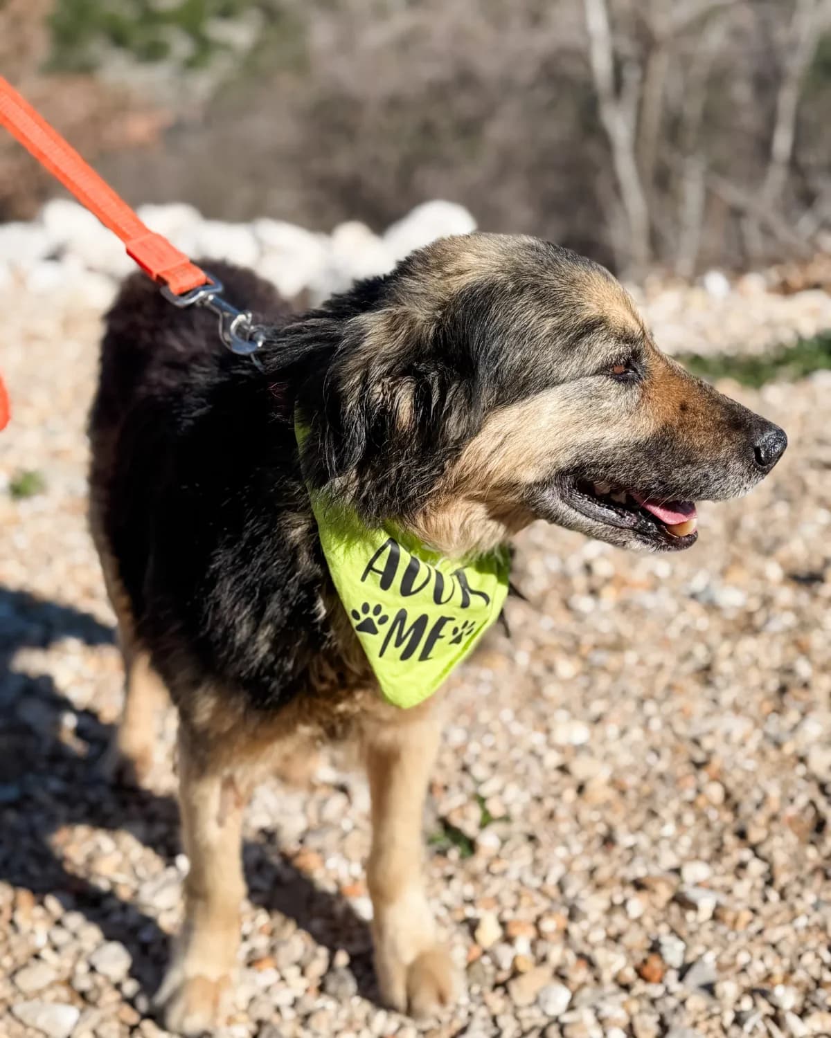 Kikiriki, male Mixed Breed for adoption at Azil Dubrovnik — photo 3 of 4