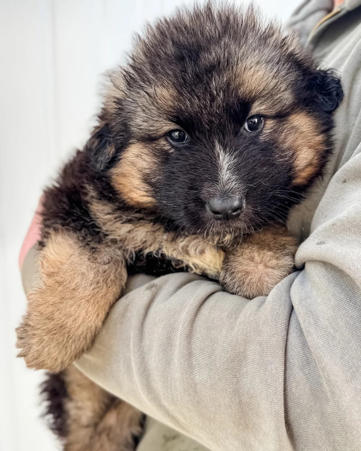 Kiko, male Mixed Breed for adoption at Azil Dubrovnik