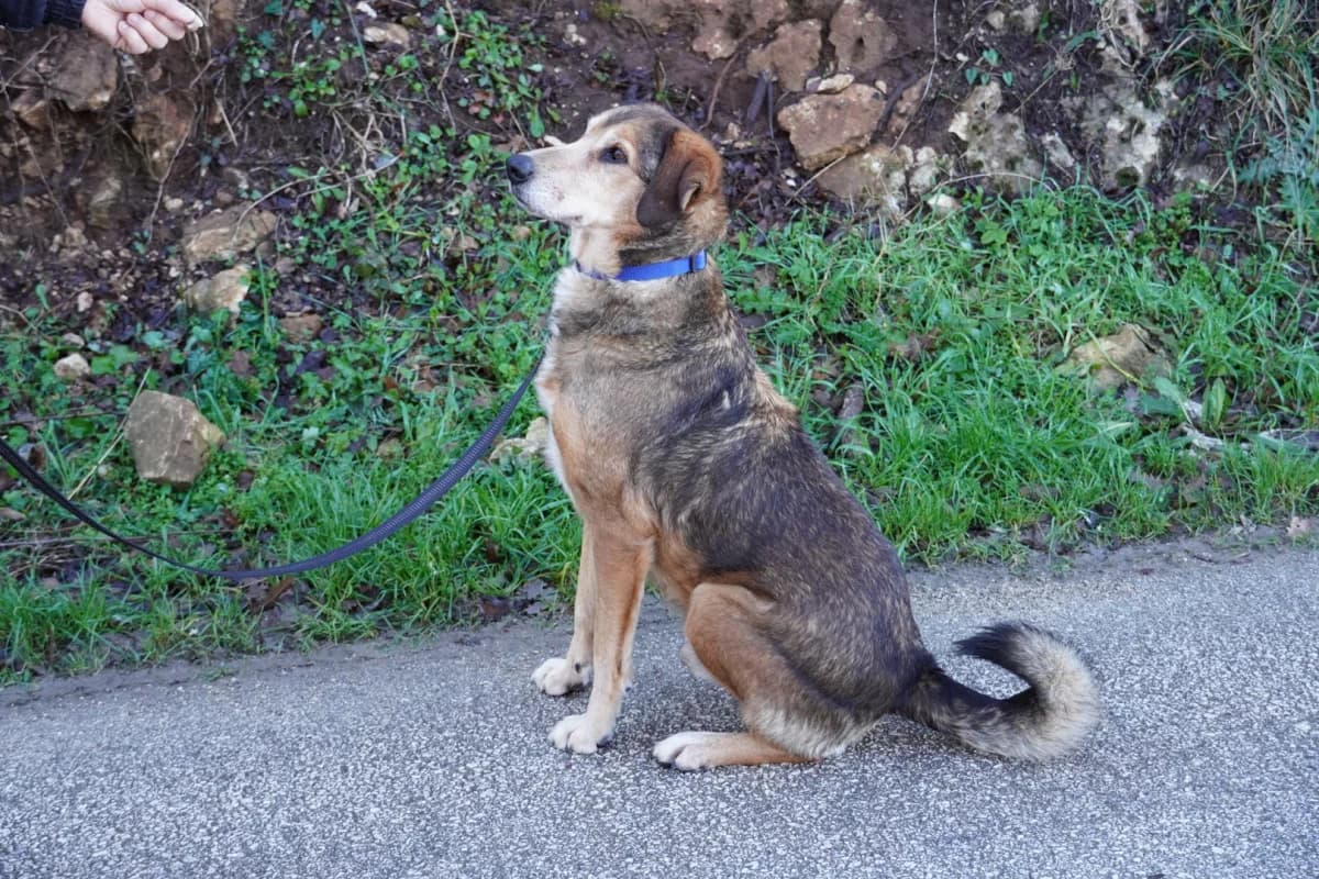 Ljubiša, male Mixed Breed for adoption at Azil Dubrovnik