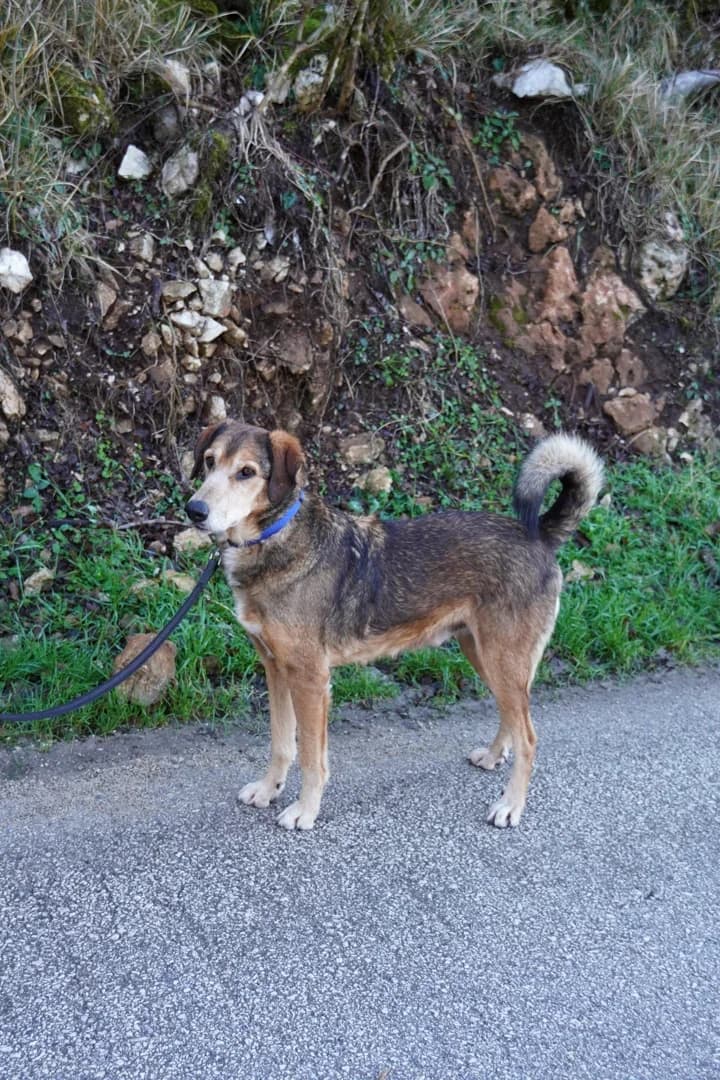 Ljubiša, male Mixed Breed for adoption at Azil Dubrovnik — photo 2 of 4