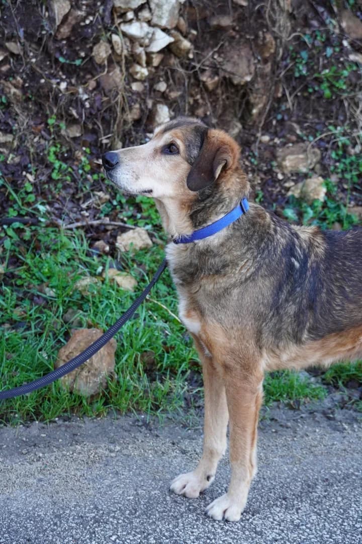 Ljubiša, male Mixed Breed for adoption at Azil Dubrovnik — photo 3 of 4