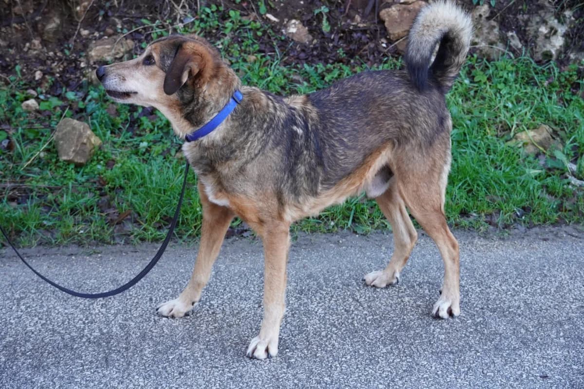 Ljubiša, male Mixed Breed for adoption at Azil Dubrovnik — photo 4 of 4