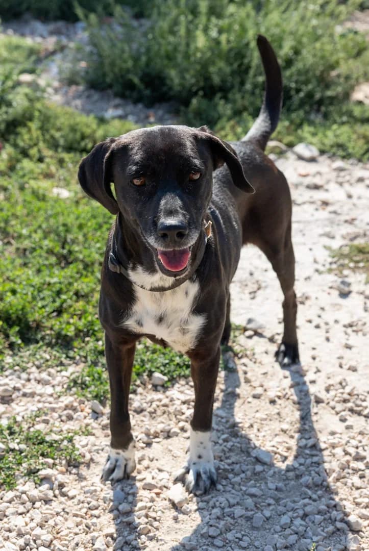 Luna, male Mixed Breed for adoption at Azil Dubrovnik — photo 2 of 4