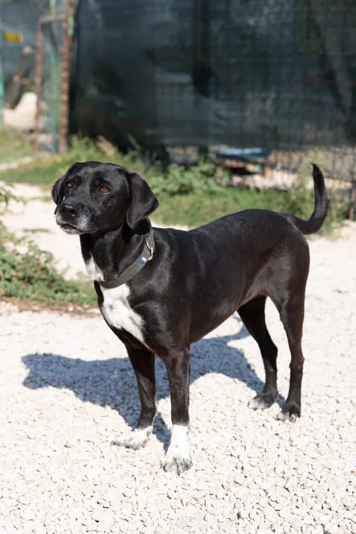 Luna, male Mixed Breed for adoption at Azil Dubrovnik — photo 3 of 4