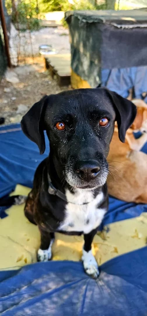 Luna, male Mixed Breed for adoption at Azil Dubrovnik — photo 4 of 4