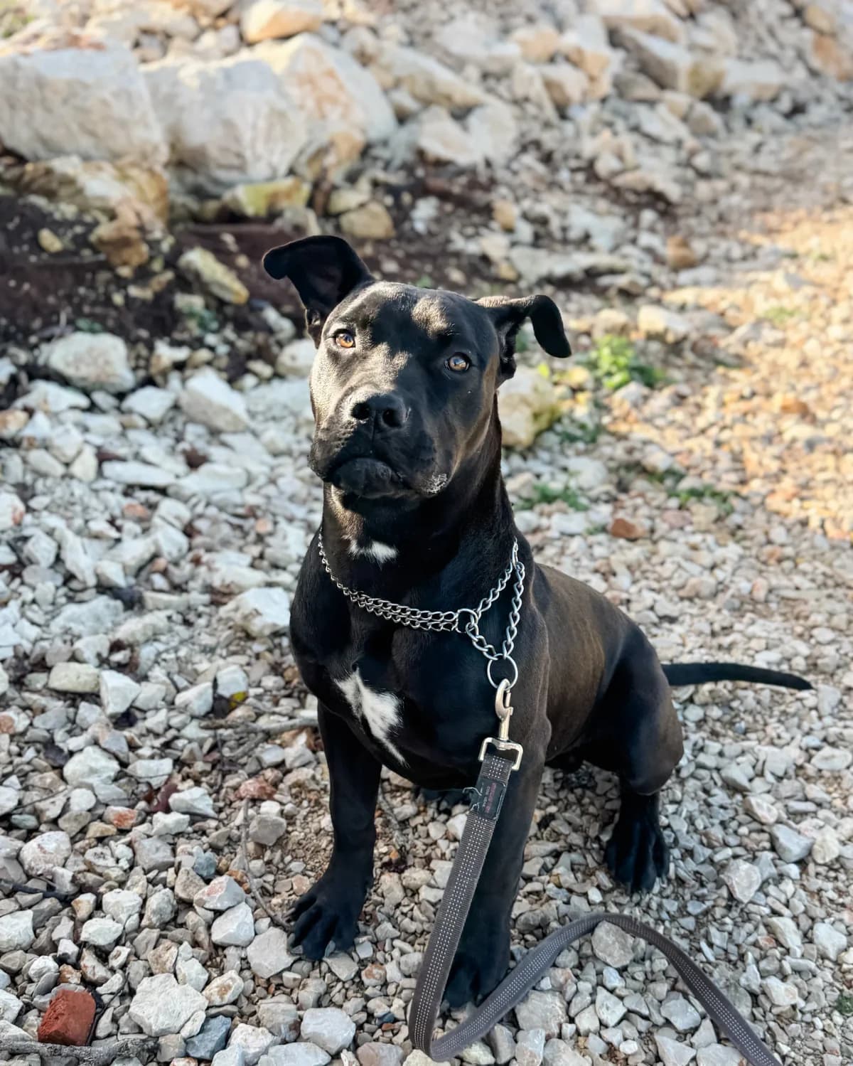 Matko, male Mixed Breed for adoption at Azil Dubrovnik