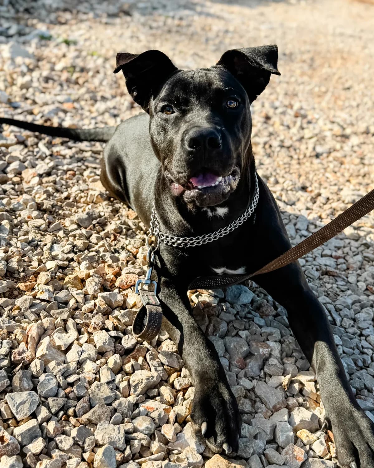 Matko, male Mixed Breed for adoption at Azil Dubrovnik — photo 2 of 4