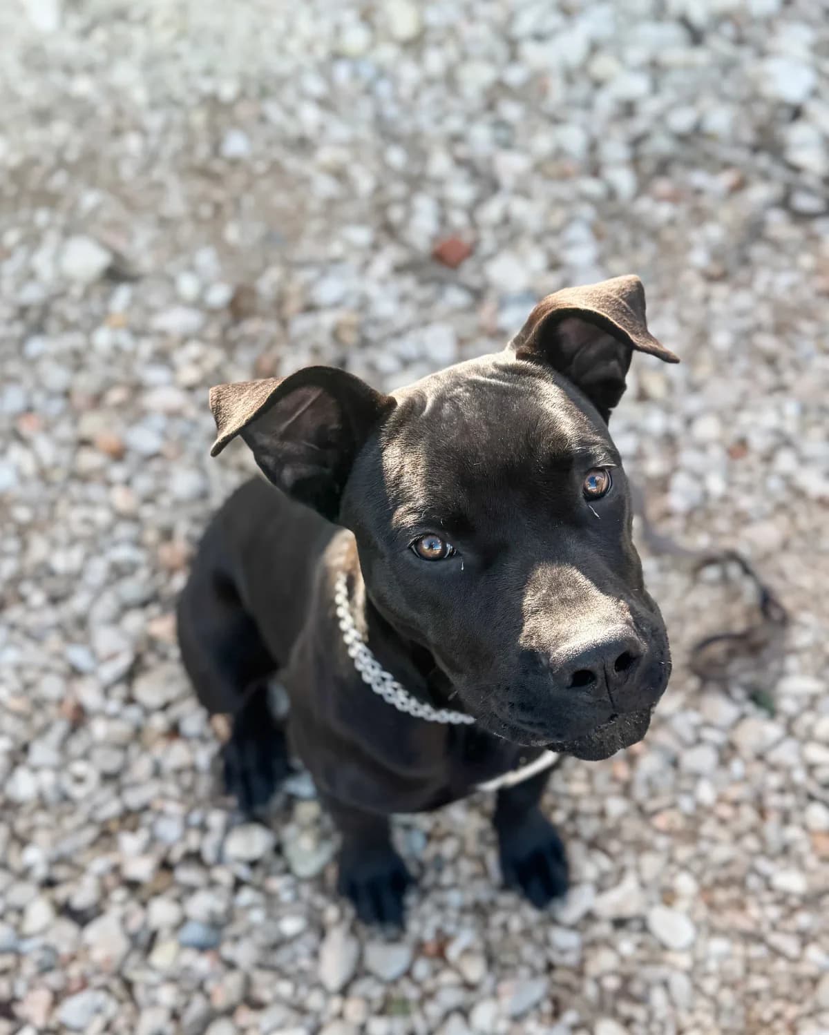 Matko, male Mixed Breed for adoption at Azil Dubrovnik — photo 3 of 4