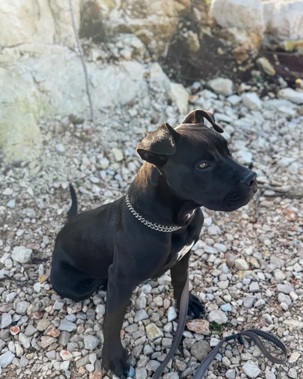 Matko, male Mixed Breed for adoption at Azil Dubrovnik — photo 4 of 4