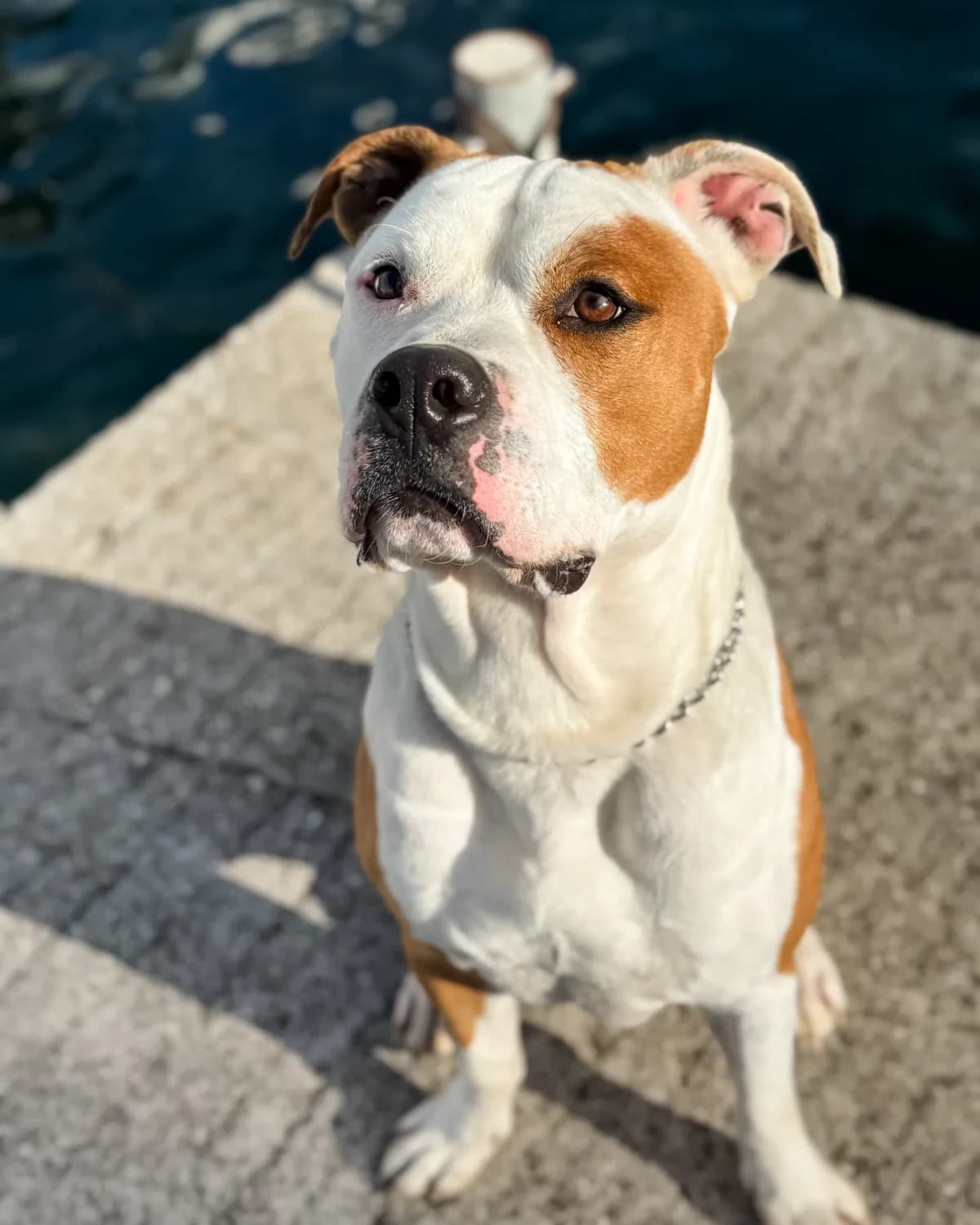 Mazo, male 4yo Mixed Breed for adoption at Azil Dubrovnik