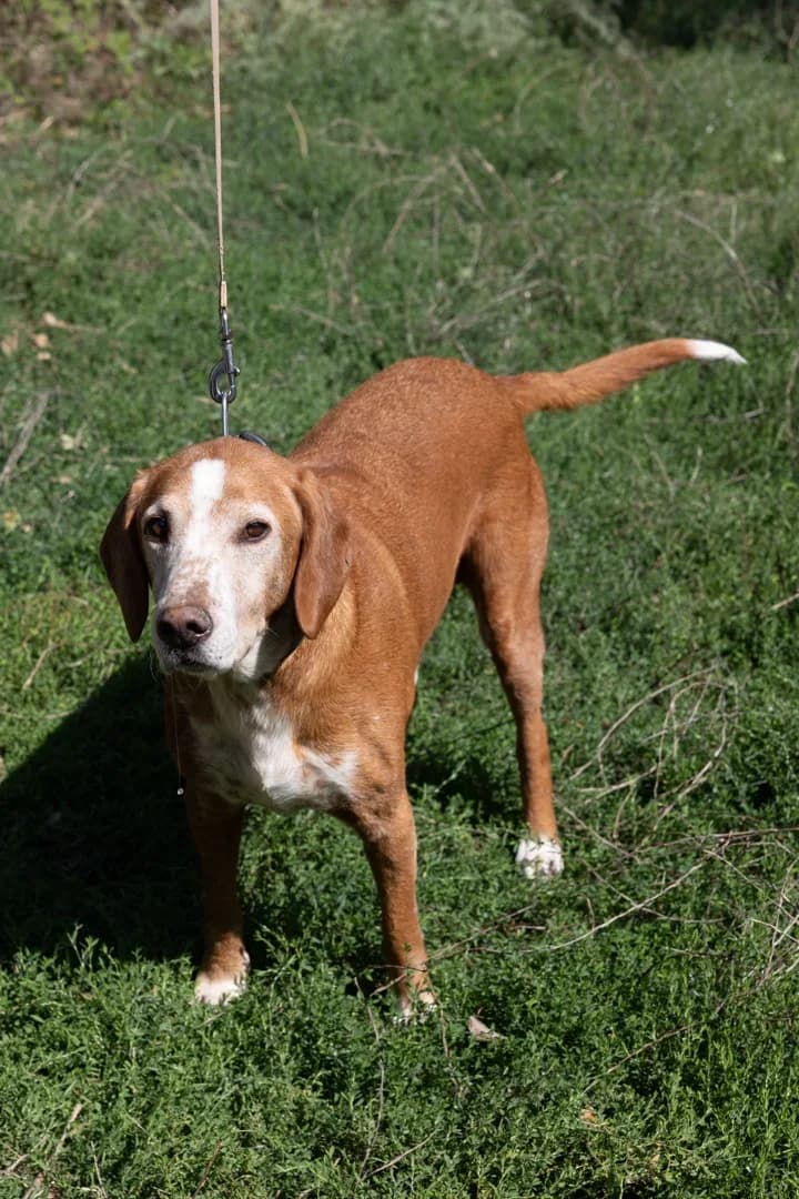 Mili, male Mixed Breed for adoption at Azil Dubrovnik