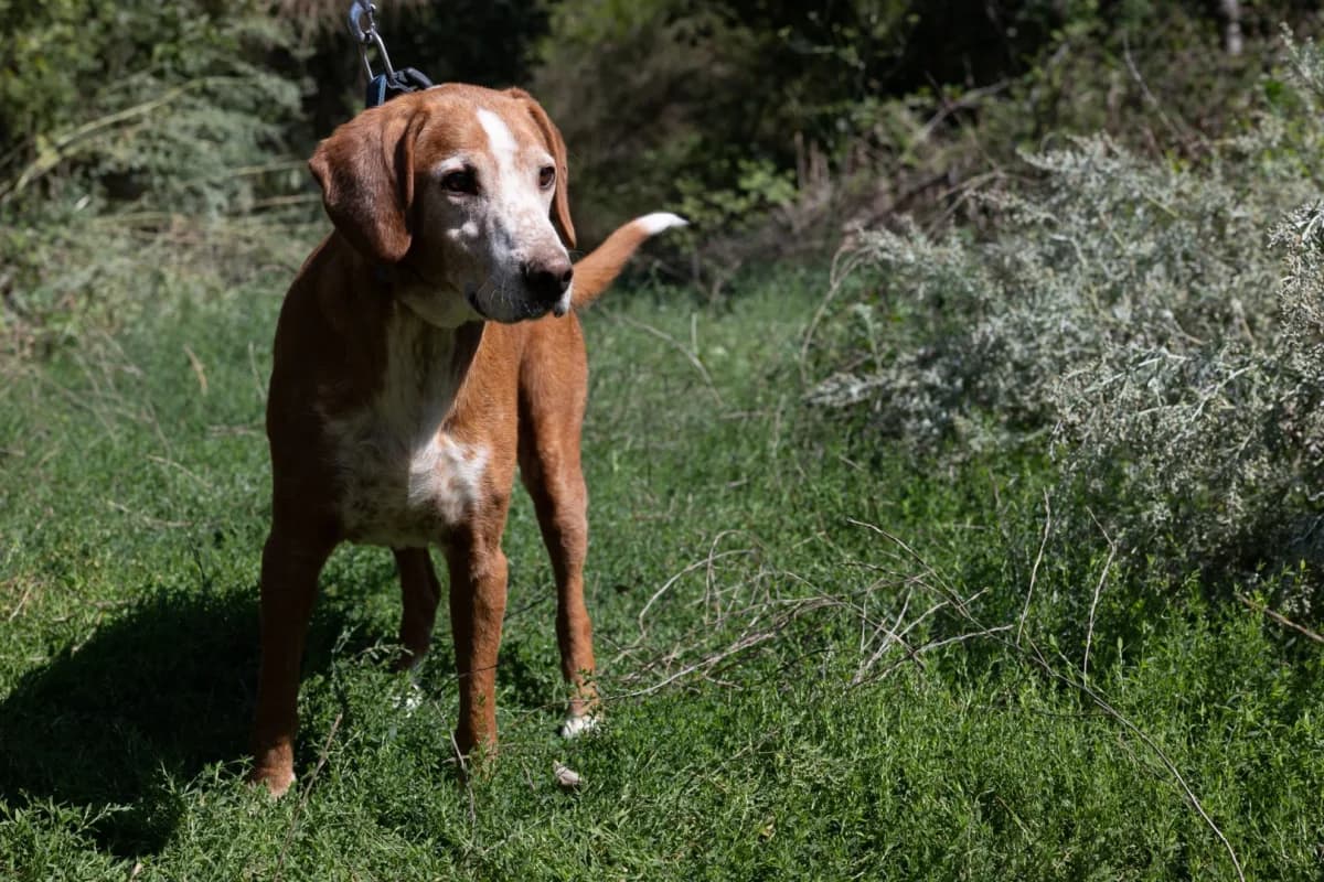 Mili, male Mixed Breed for adoption at Azil Dubrovnik — photo 2 of 4