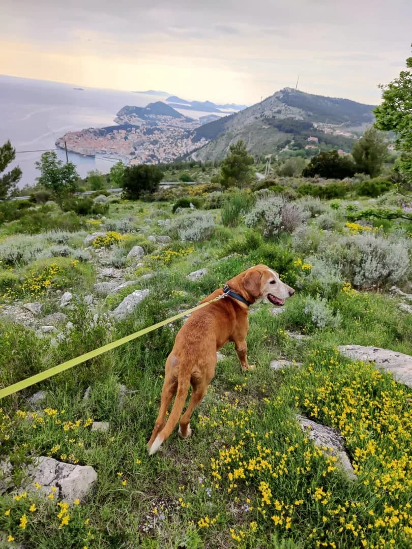Mili, male Mixed Breed for adoption at Azil Dubrovnik — photo 4 of 4