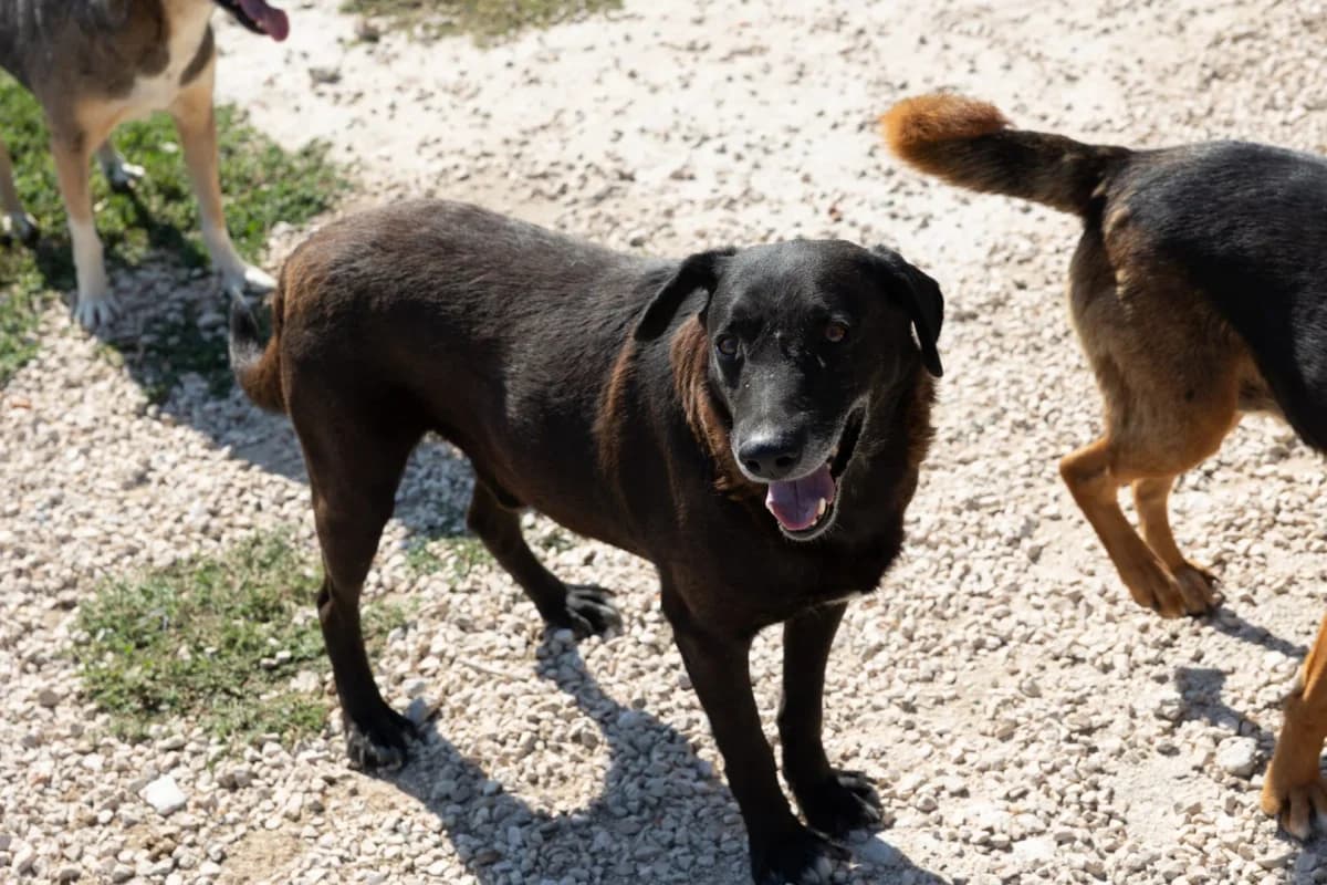 Pablo, male Mixed Breed for adoption at Azil Dubrovnik