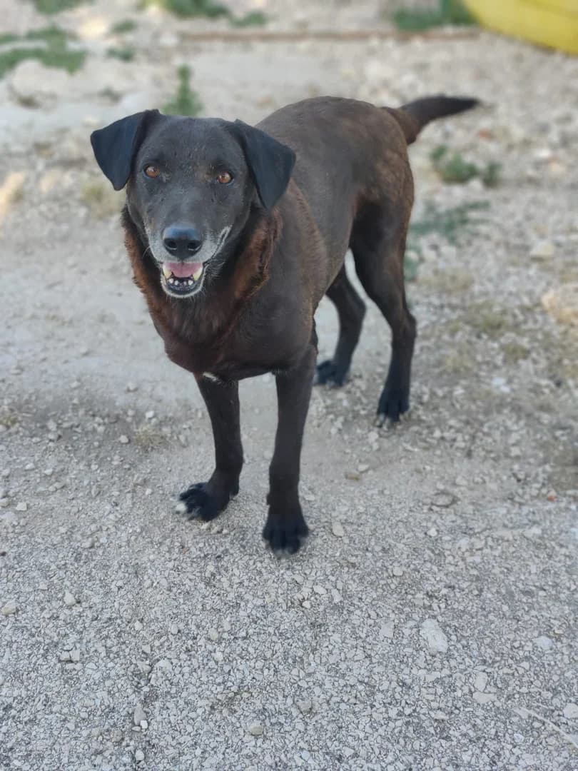 Pablo, male Mixed Breed for adoption at Azil Dubrovnik — photo 2 of 3