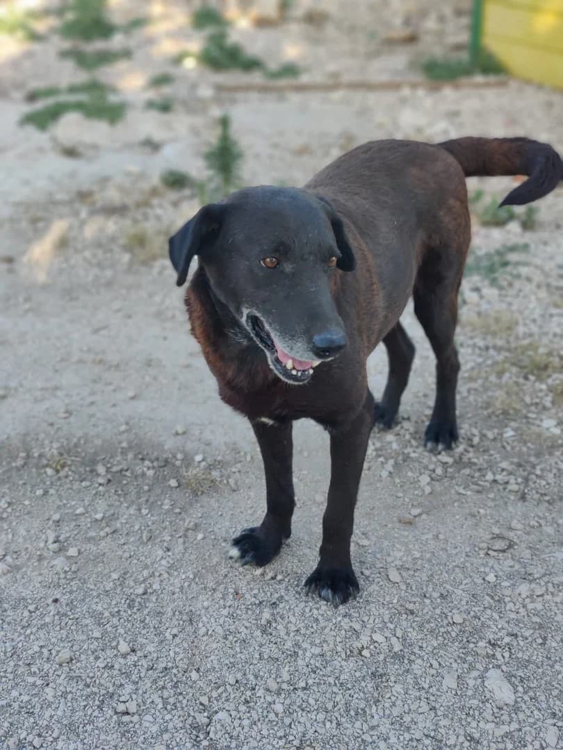 Pablo, male Mixed Breed for adoption at Azil Dubrovnik — photo 3 of 3