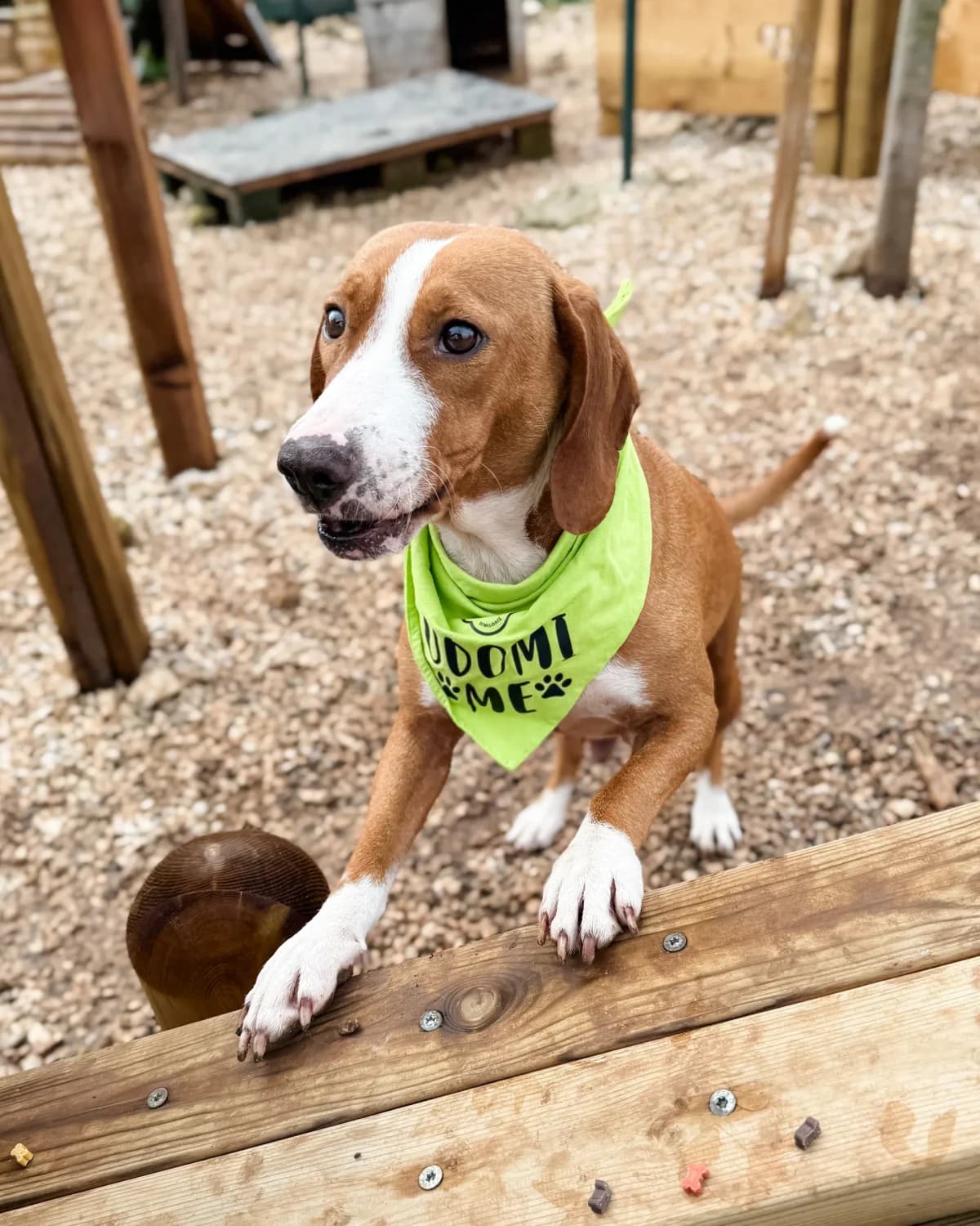 Sejka, female Mixed Breed for adoption at Azil Dubrovnik