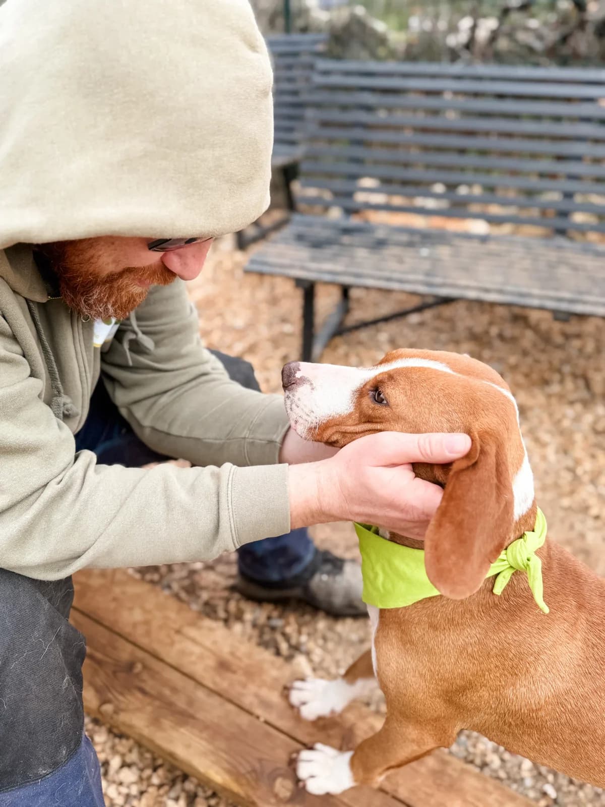 Sejka, female Mixed Breed for adoption at Azil Dubrovnik — photo 2 of 4