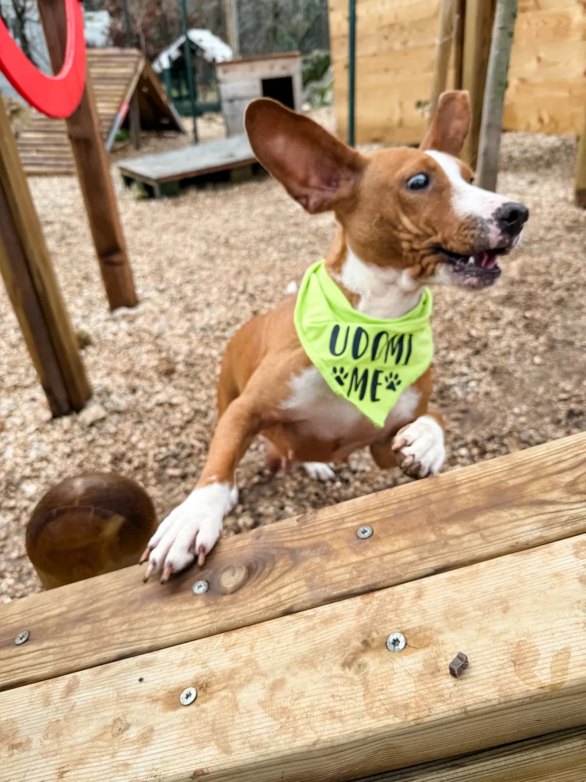 Sejka, female Mixed Breed for adoption at Azil Dubrovnik — photo 3 of 4
