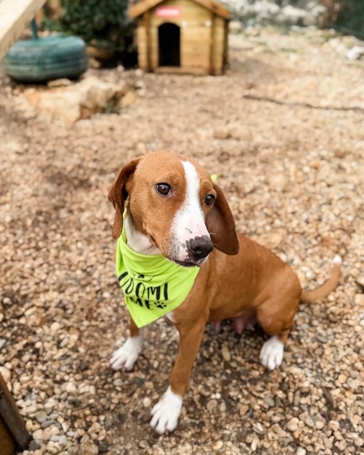 Sejka, female Mixed Breed for adoption at Azil Dubrovnik — photo 4 of 4