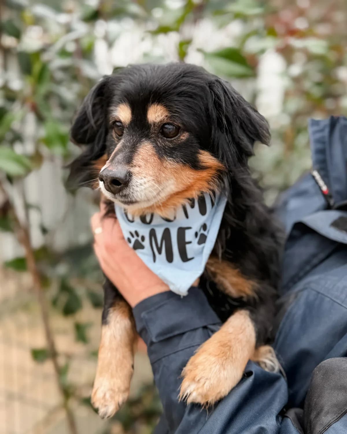 Tori, male Mixed Breed for adoption at Azil Dubrovnik