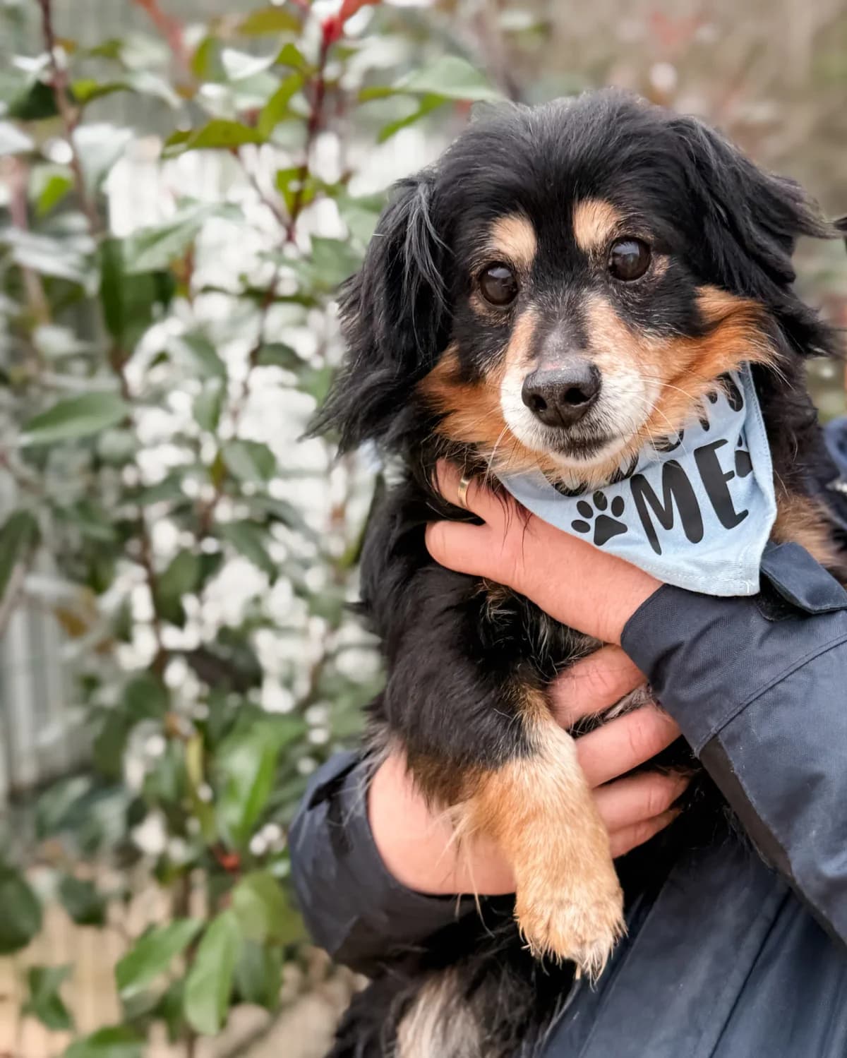 Tori, male Mixed Breed for adoption at Azil Dubrovnik — photo 2 of 3