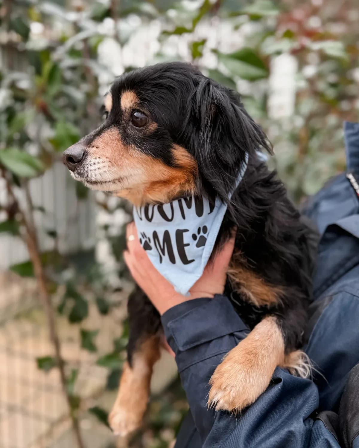 Tori, male Mixed Breed for adoption at Azil Dubrovnik — photo 3 of 3