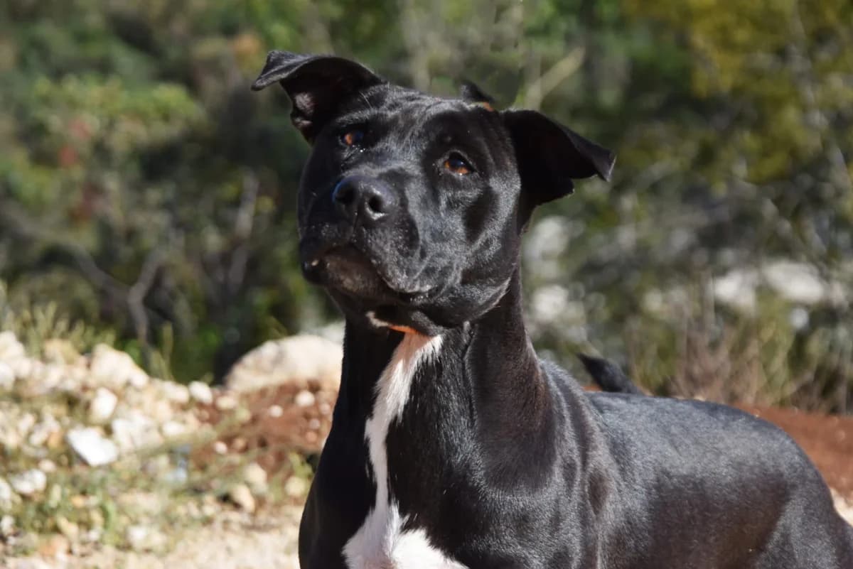 Xena, female Mixed Breed for adoption at Azil Dubrovnik