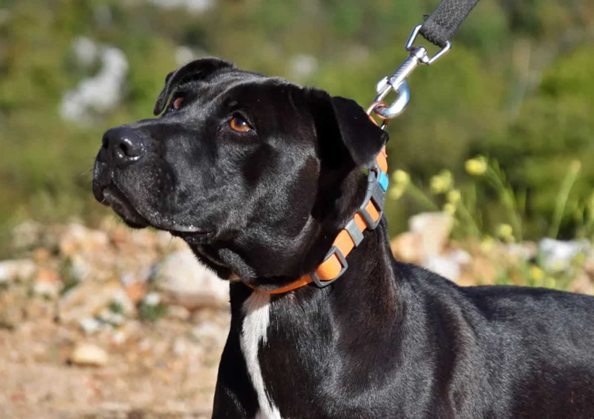 Xena, female Mixed Breed for adoption at Azil Dubrovnik — photo 2 of 3