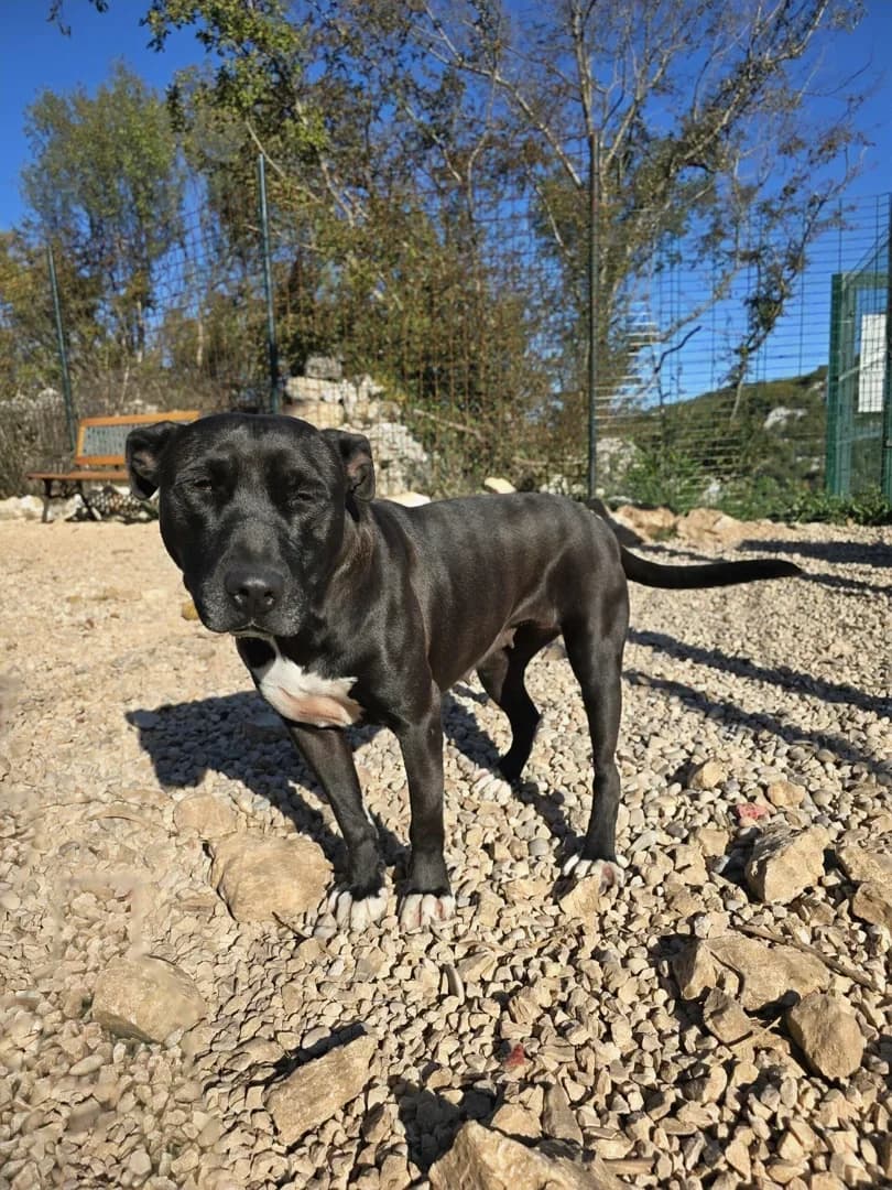 Xena, female Mixed Breed for adoption at Azil Dubrovnik — photo 3 of 3