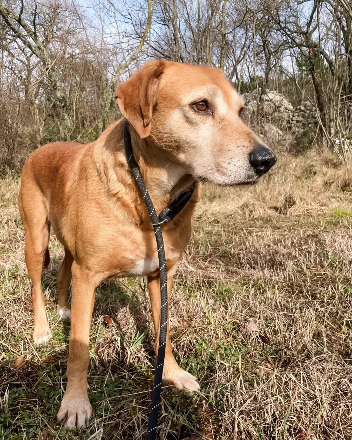 Žućo, male Mixed Breed for adoption at Azil Dubrovnik