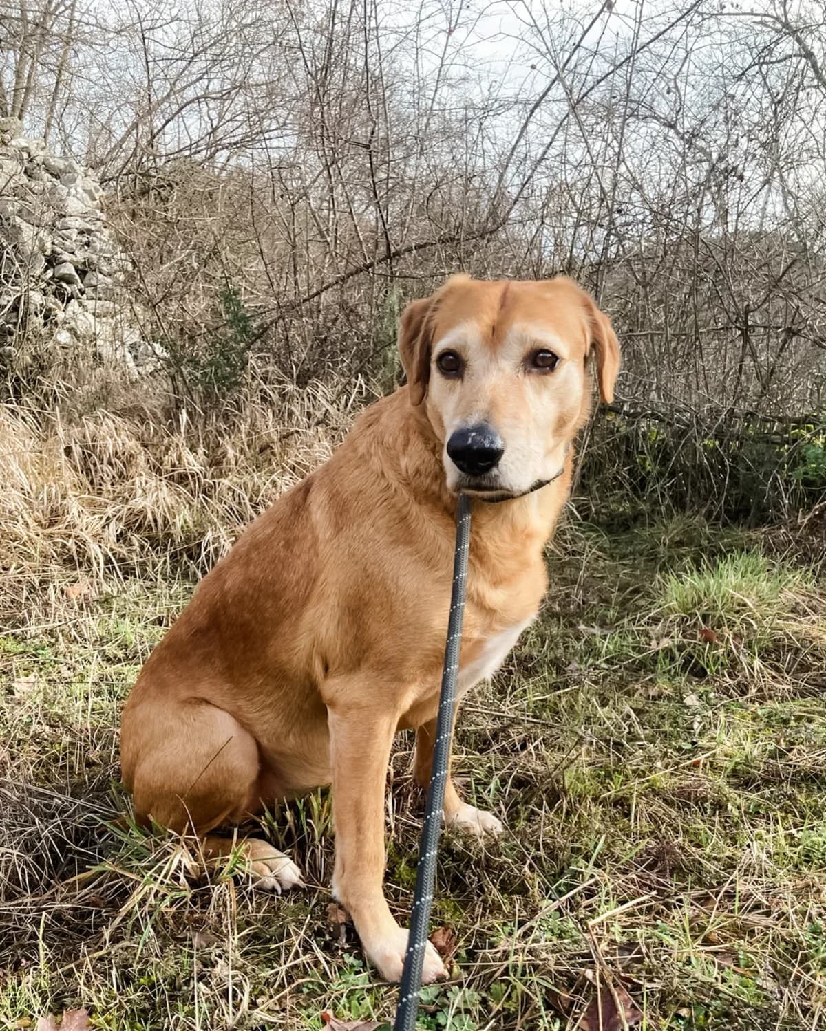 Žućo, male Mixed Breed for adoption at Azil Dubrovnik — photo 2 of 5