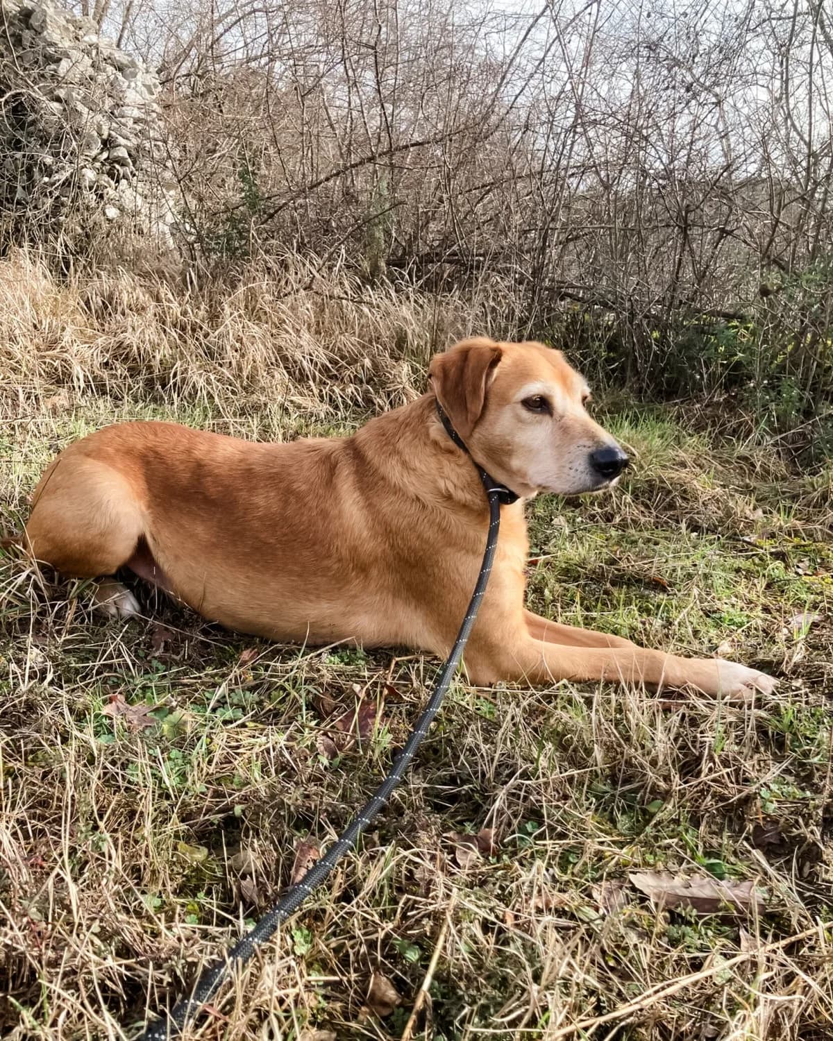 Žućo, male Mixed Breed for adoption at Azil Dubrovnik — photo 3 of 5
