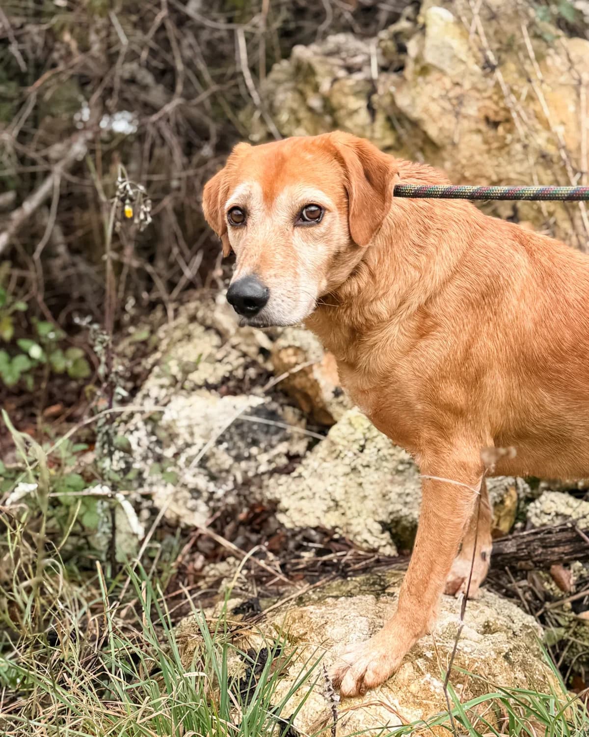 Žućo, male Mixed Breed for adoption at Azil Dubrovnik — photo 4 of 5