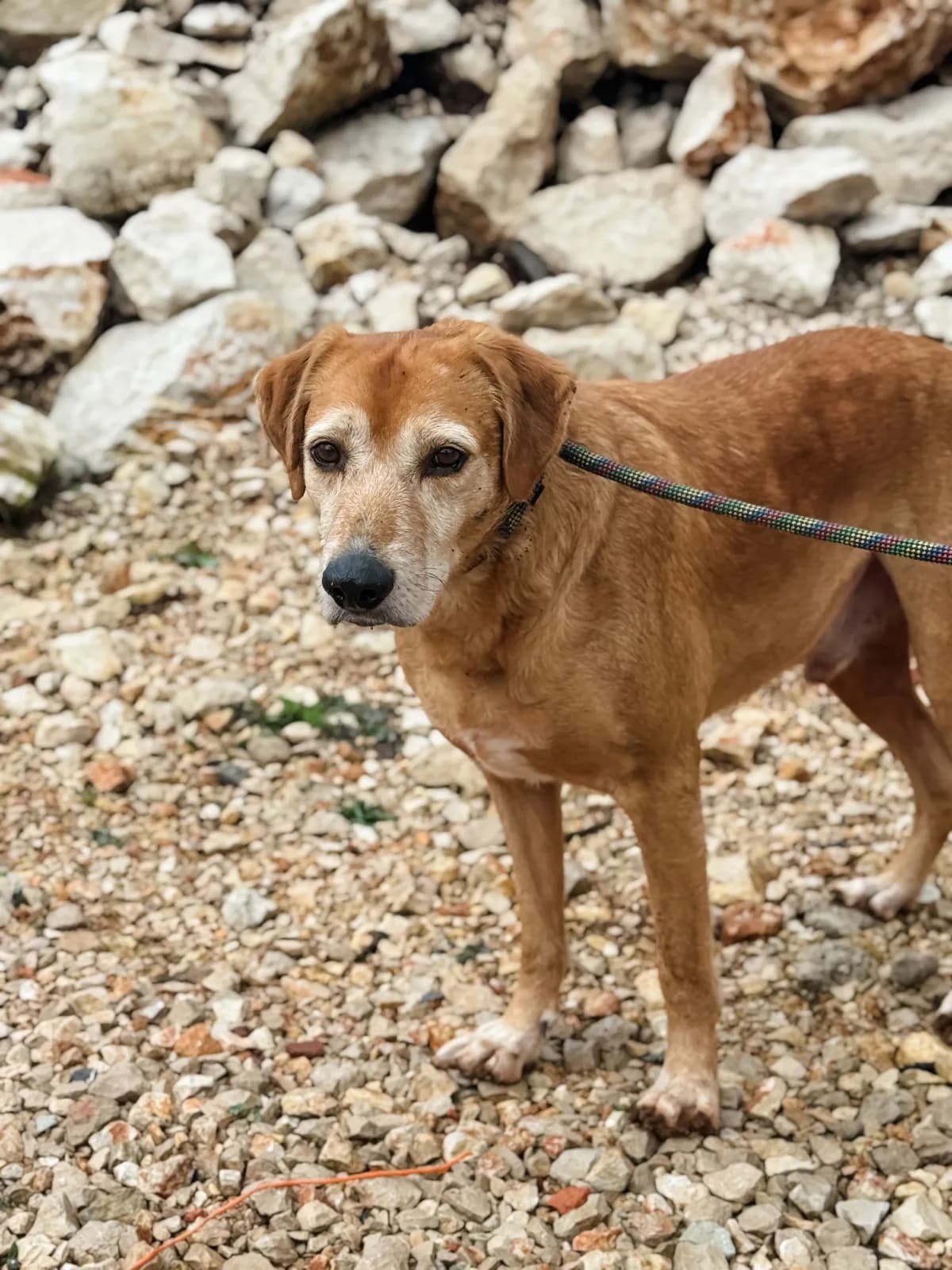 Žućo, male Mixed Breed for adoption at Azil Dubrovnik — photo 5 of 5