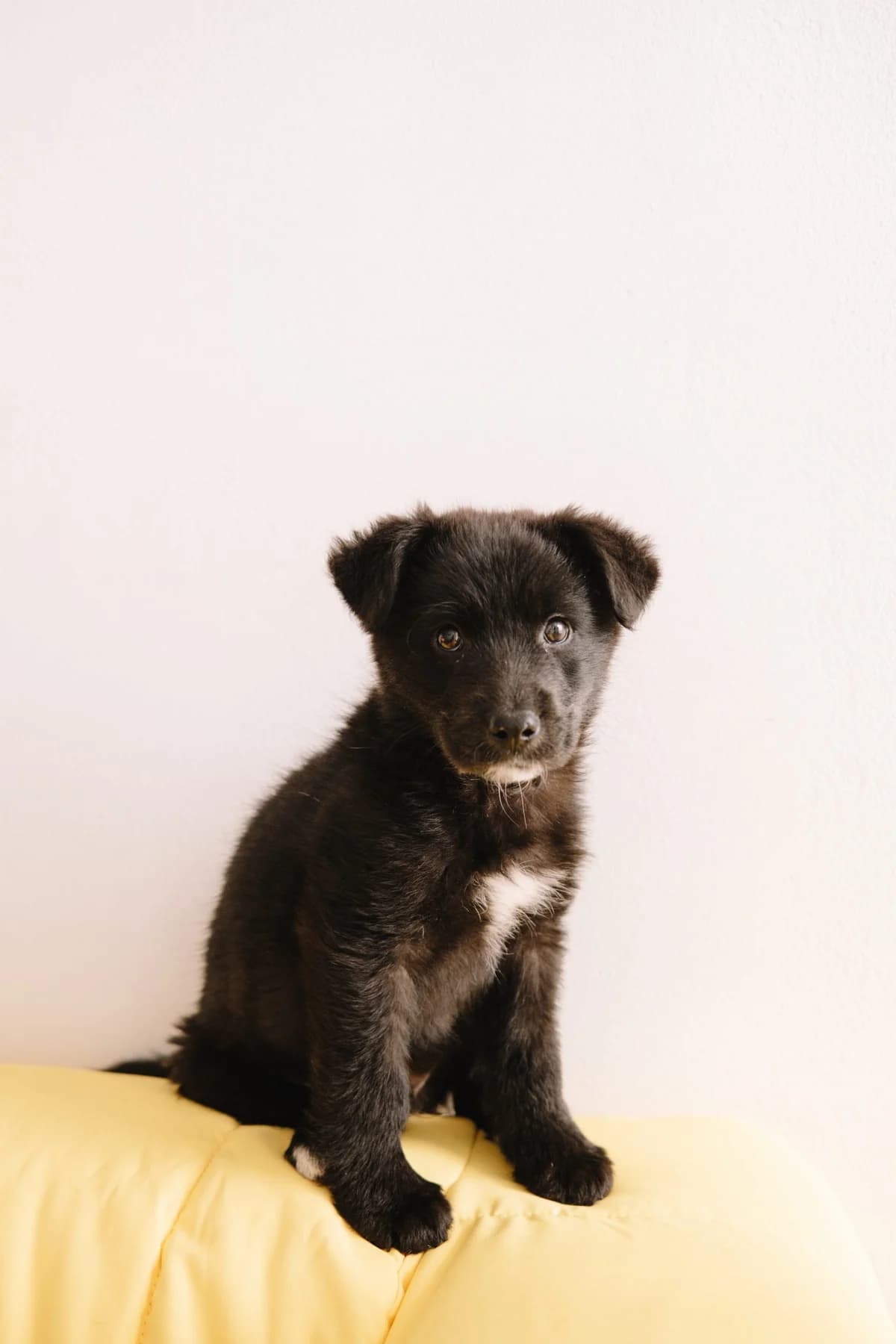 Ajax, male Mixed Breed for adoption at Zaklada Bestie — Animalis Centrum, Kaštel Sućurac