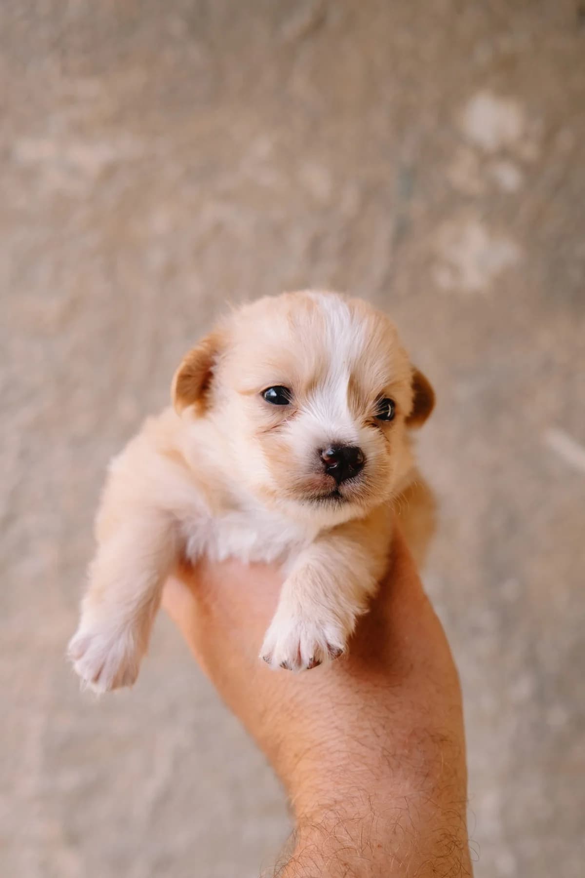 Britt, female puppy Mixed Breed for adoption at Zaklada Bestie — Animalis Centrum, Kaštel Sućurac