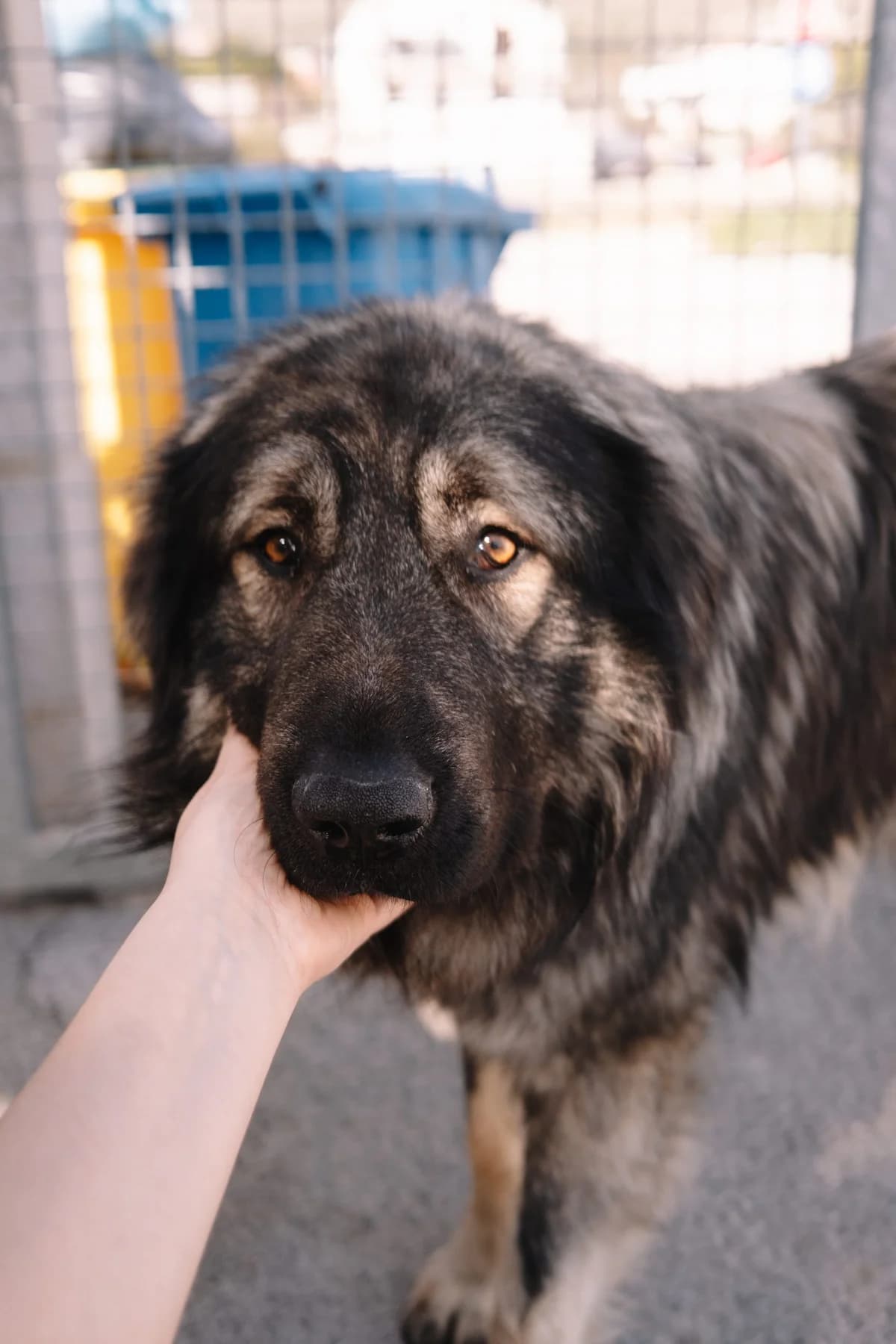 Bubi, male Mixed Breed for adoption at Zaklada Bestie — Animalis Centrum, Kaštel Sućurac