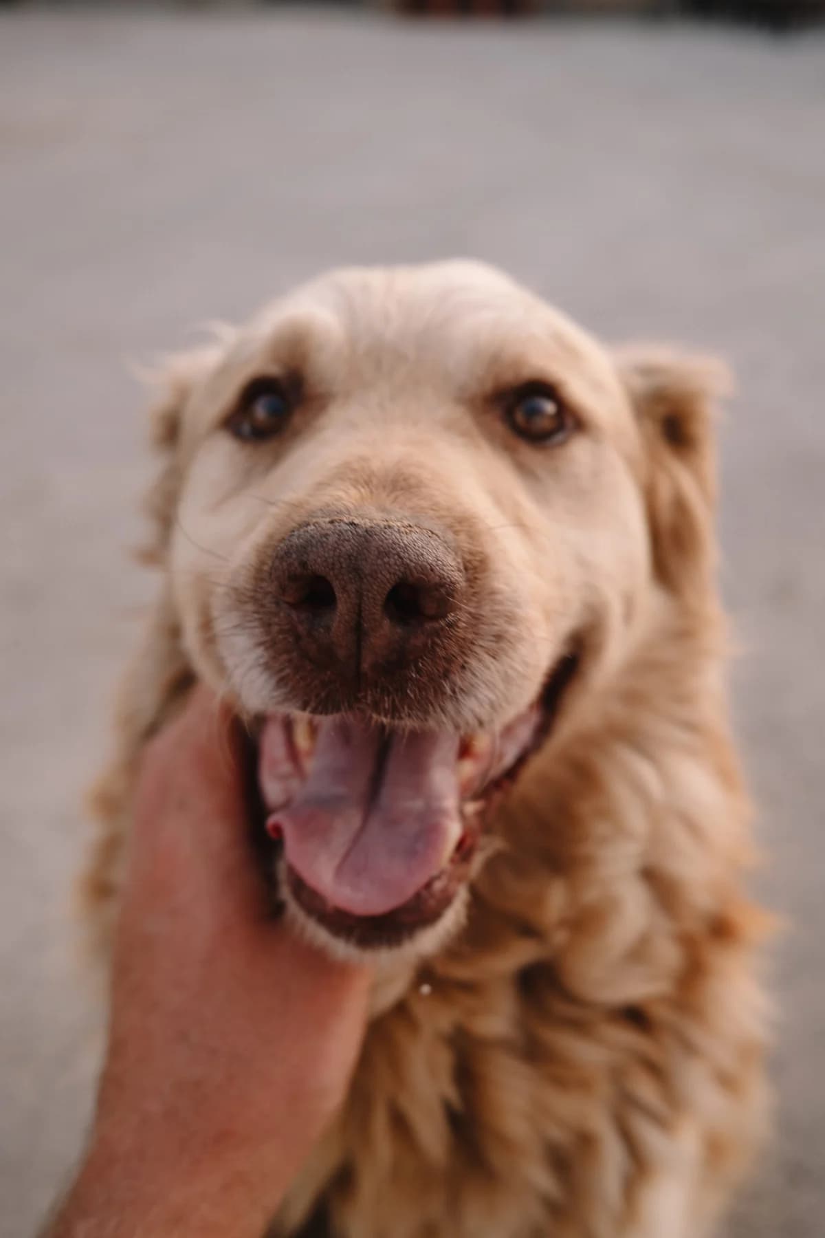 Bundaš, male senior Mixed Breed for adoption at Zaklada Bestie — Animalis Centrum, Kaštel Sućurac